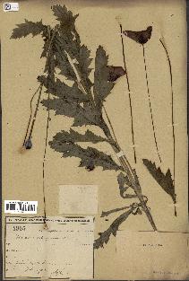 spécimen de Papaver somniferum