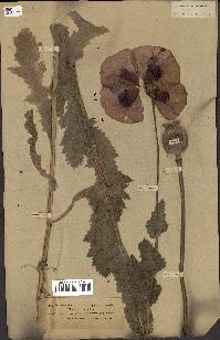 spécimen de Papaver somniferum