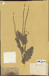 spécimen de Papaver somniferum