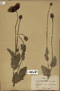 spécimen de Papaver somniferum