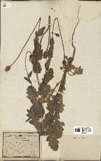 spécimen de Papaver somniferum