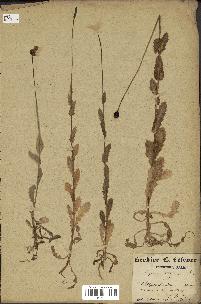 spécimen de Papaver somniferum