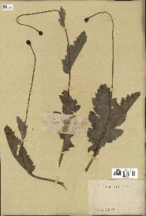 spécimen de Papaver somniferum