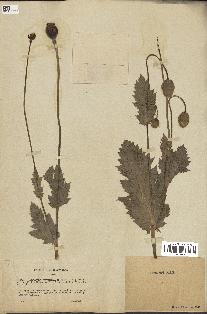 spécimen de Papaver somniferum