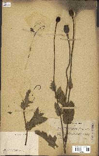 spécimen de Papaver somniferum