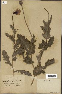 spécimen de Papaver somniferum