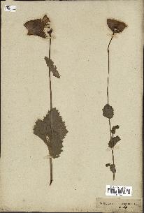 spécimen de Papaver somniferum