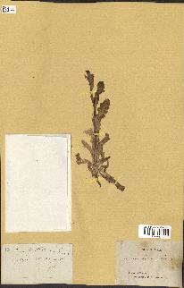 spécimen de Papaver somniferum