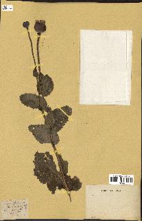 spécimen de Papaver somniferum