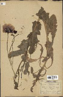 spécimen de Papaver somniferum