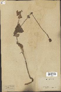 spécimen de Papaver somniferum