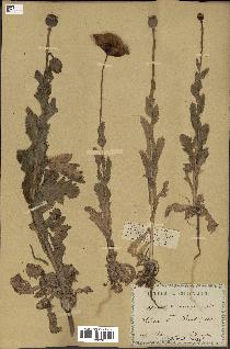 spécimen de Papaver somniferum