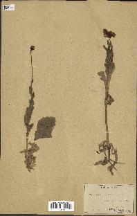spécimen de Papaver somniferum