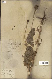 spécimen de Papaver somniferum