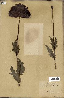 spécimen de Papaver somniferum