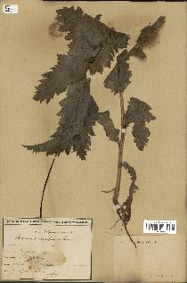 spécimen de Papaver somniferum