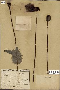 spécimen de Papaver somniferum