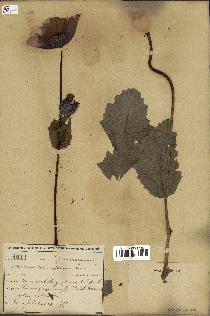 spécimen de Papaver somniferum