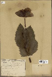 spécimen de Papaver somniferum