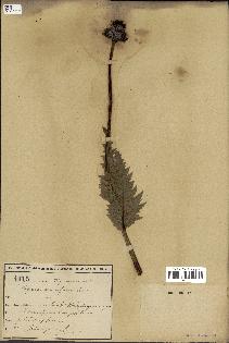spécimen de Papaver somniferum