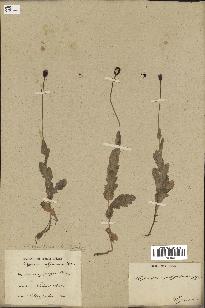 spécimen de Papaver somniferum
