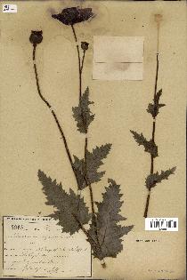 spécimen de Papaver somniferum
