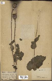 spécimen de Papaver somniferum
