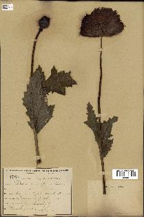 spécimen de Papaver somniferum