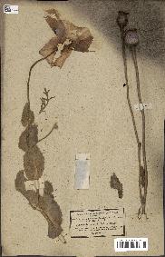 spécimen de Papaver somniferum