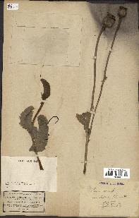spécimen de Papaver somniferum
