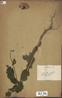 spécimen de Papaver somniferum