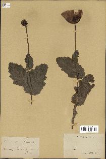 spécimen de Papaver somniferum