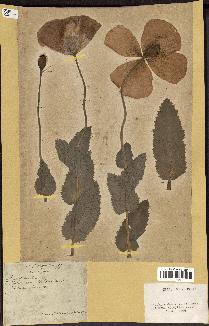 spécimen de Papaver somniferum