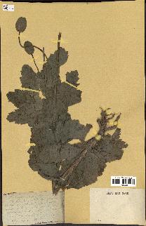 spécimen de Papaver somniferum