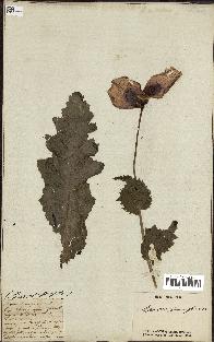 spécimen de Papaver somniferum