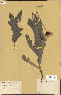 spécimen de Papaver somniferum