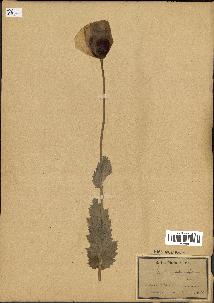spécimen de Papaver somniferum