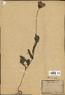 spécimen de Papaver somniferum