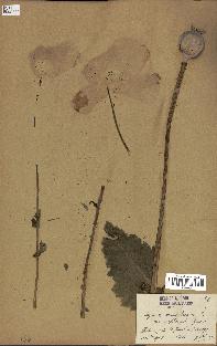 spécimen de Papaver somniferum