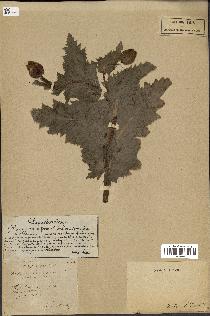 spécimen de Papaver somniferum
