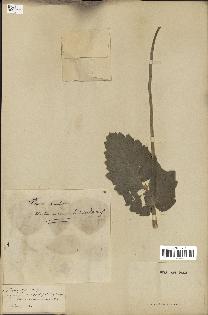 spécimen de Papaver somniferum