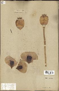 spécimen de Papaver somniferum