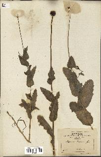 spécimen de Papaver somniferum