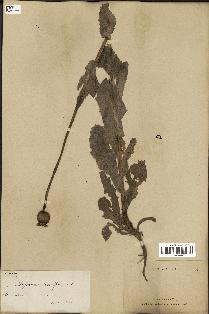 spécimen de Papaver somniferum