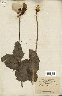 spécimen de Papaver somniferum