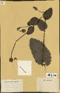 spécimen de Papaver somniferum