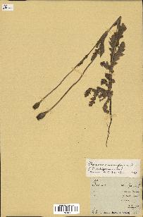 spécimen de Papaver somniferum