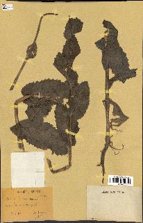 spécimen de Papaver somniferum