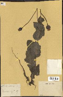 spécimen de Papaver somniferum
