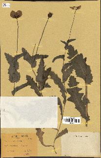 spécimen de Papaver somniferum